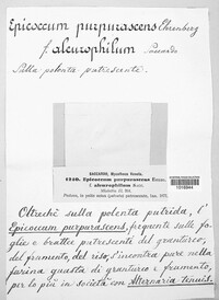 Epicoccum nigrum image